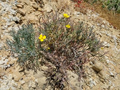 Eschscholzia ramosa, photographed by Casey H. Richart