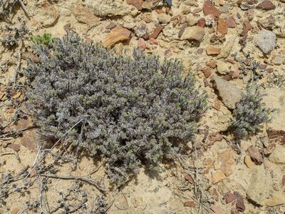 Cryptantha maritima, photographed by Casey H. Richart