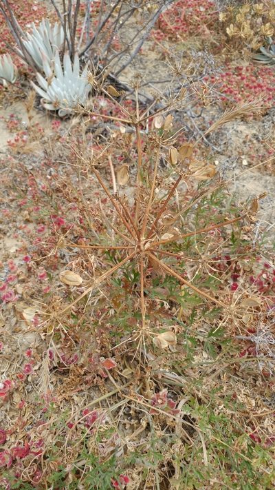 Lomatium insulare, photographed by Casey H. Richart