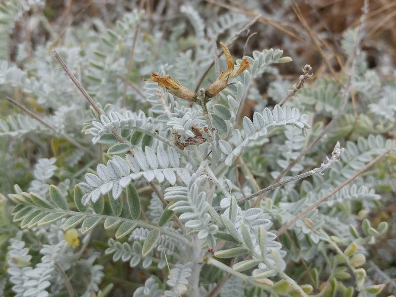 Astragalus traskiae, photographed by Casey H. Richart