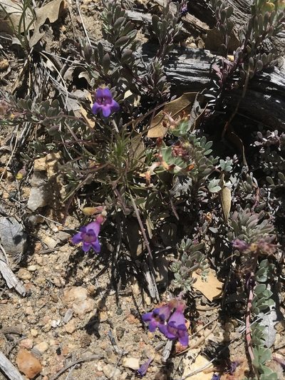 Penstemon californicus, photographed by Sula Vanderplank