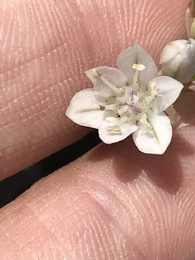 Allium parryi, photographed by Sula Vanderplank