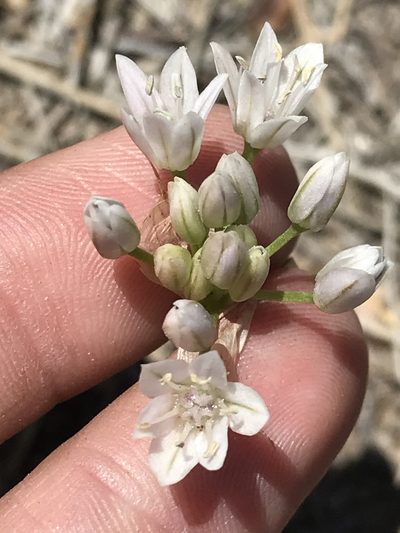 Allium parryi, photographed by Sula Vanderplank