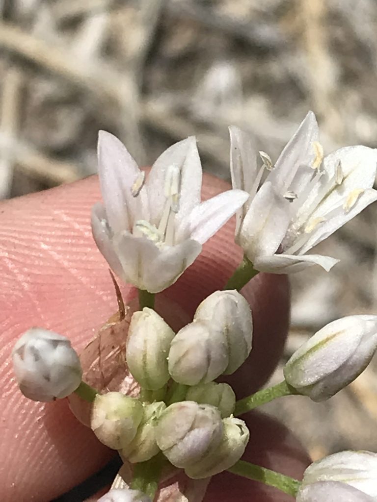 Allium parryi, photographed by Sula Vanderplank