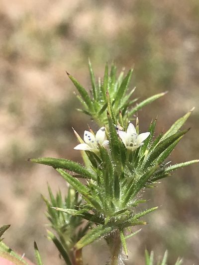 Navarretia peninsularis, photographed by Sula Vanderplank