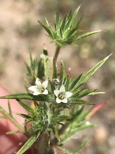 Navarretia peninsularis, photographed by Sula Vanderplank
