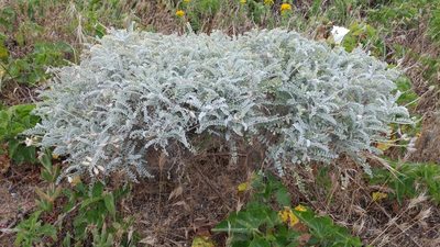 Astragalus traskiae, photographed by Casey H. Richart