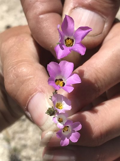 Linanthus bellus, photographed by Sula Vanderplank