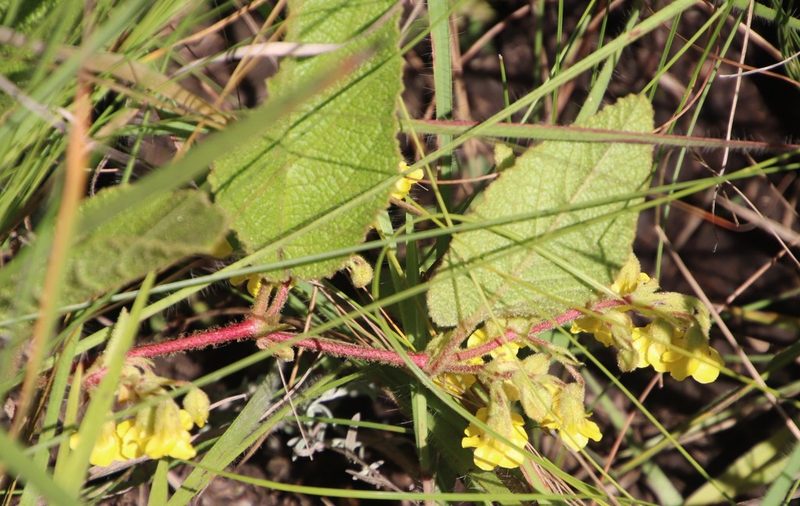 Hermannia gerrardii, photographed by Tony Rebelo