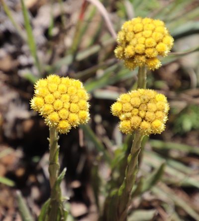 Helichrysum auriceps, photographed by Tony Rebelo