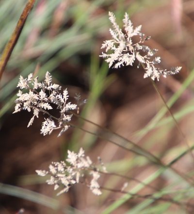 Eragrostis racemosa, photographed by Tony Rebelo
