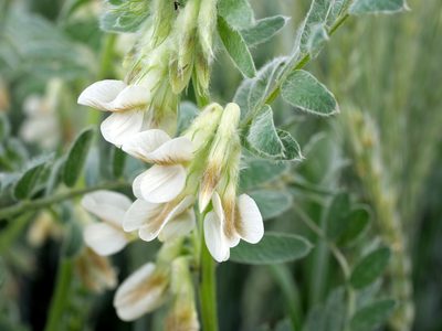 Vicia pannonica, photographed by Wolfgang Jauch
