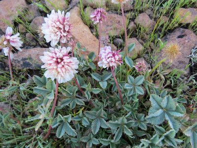 Trifolium lemmonii, photographed by Garth Harwood