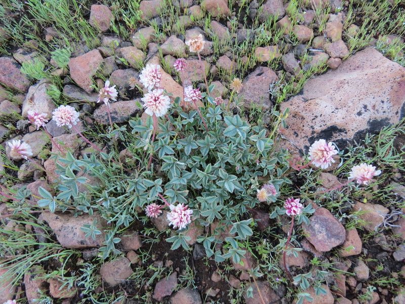 Trifolium lemmonii, photographed by Garth Harwood