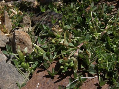 Trifolium monanthum, photographed by Jim Morefield