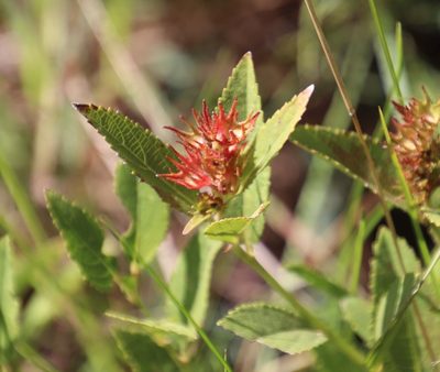 Acalypha punctata, photographed by Tony Rebelo