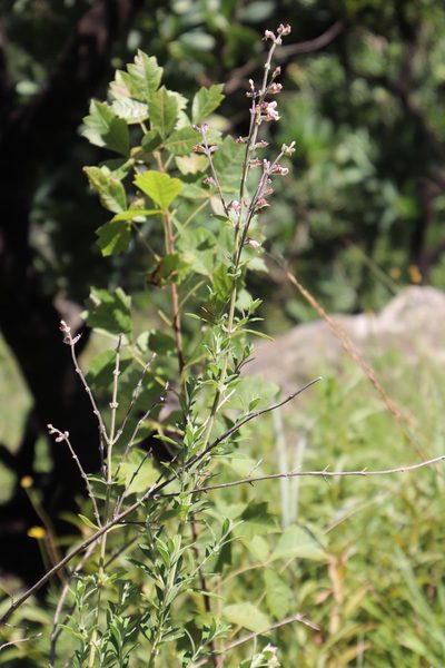 Syncolostemon cinereus, photographed by Tony Rebelo
