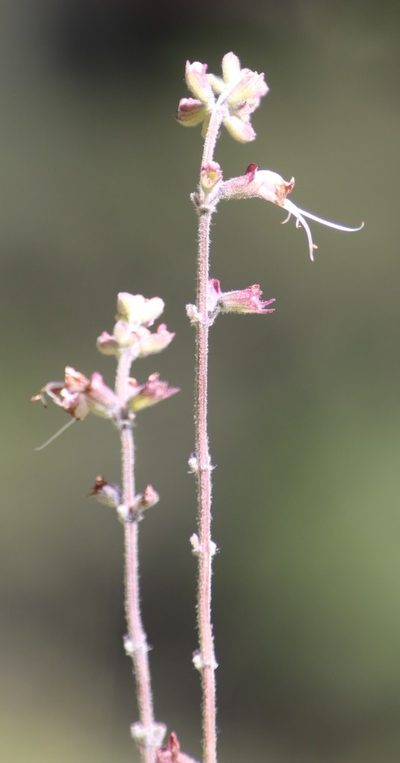 Syncolostemon cinereus, photographed by Tony Rebelo