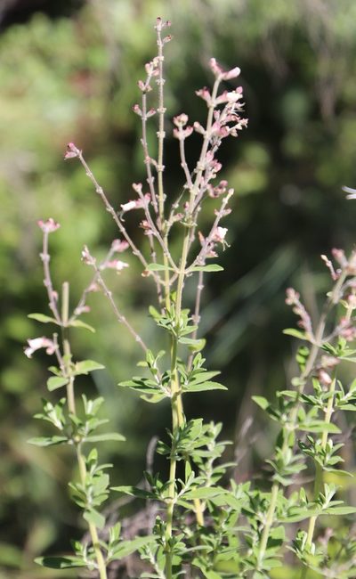 Syncolostemon cinereus, photographed by Tony Rebelo