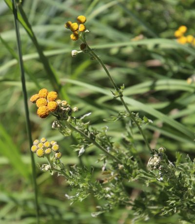 Schistostephium crataegifolium, photographed by Tony Rebelo