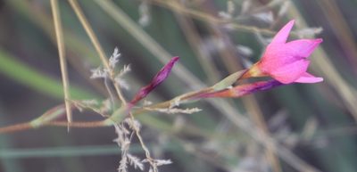 Hesperantha scopulosa, photographed by Tony Rebelo