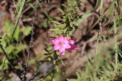 Hesperantha scopulosa, photographed by Tony Rebelo