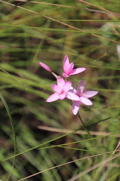 Hesperantha scopulosa, photographed by Tony Rebelo