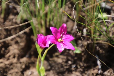 Hesperantha scopulosa, photographed by Tony Rebelo