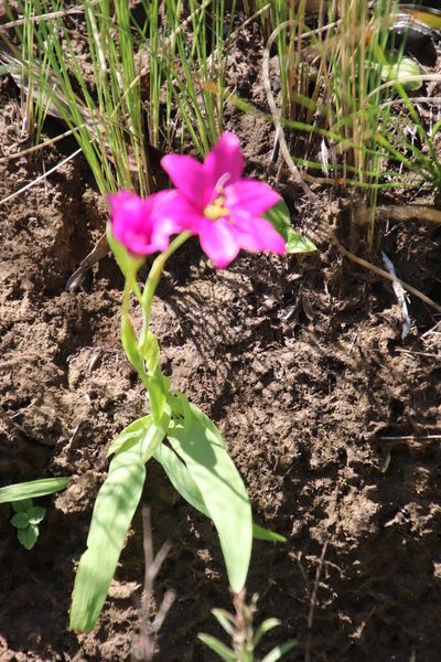 Hesperantha scopulosa, photographed by Tony Rebelo
