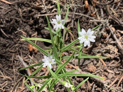 Torreyostellaria jamesiana, photographed by CK2AZ