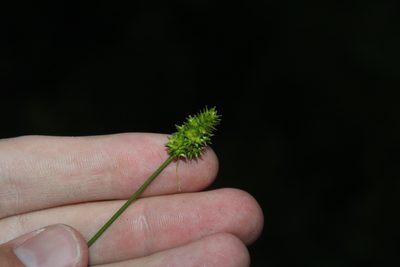 Carex cephalophora, photographed by Quinten Wiegersma