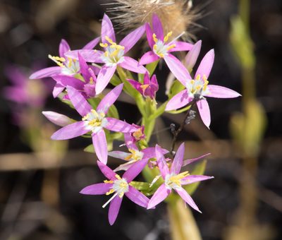 Zeltnera trichantha, photographed by Don Loarie