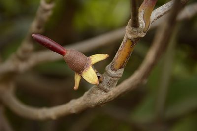 Rhizophora apiculata, photographed by Siddarth Machado