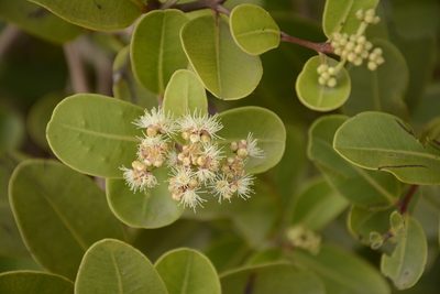 Syzygium caryophyllatum, photographed by Siddarth Machado