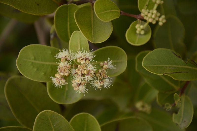 Syzygium caryophyllatum, photographed by Siddarth Machado