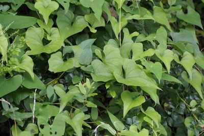 Dioscorea tokoro, photographed by harum.koh