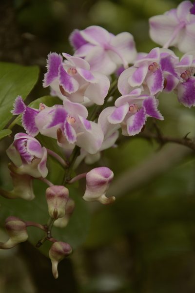 Aerides crispa, photographed by Siddarth Machado