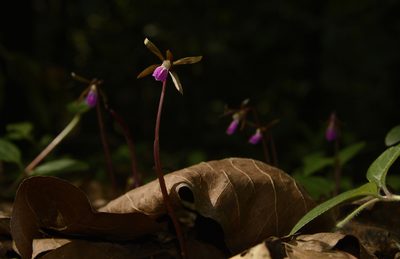 Nervilia infundibulifolia, photographed by Siddarth Machado