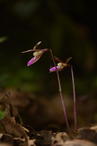Nervilia infundibulifolia, photographed by Siddarth Machado