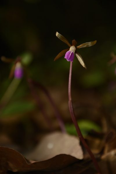 Nervilia infundibulifolia, photographed by Siddarth Machado