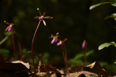 Nervilia infundibulifolia, photographed by Siddarth Machado