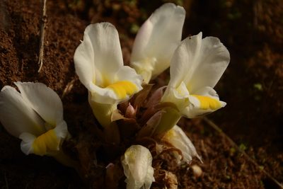 Curcuma karnatakensis, photographed by Siddarth Machado