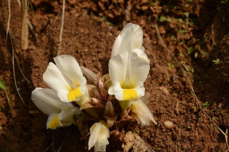 Curcuma karnatakensis, photographed by Siddarth Machado
