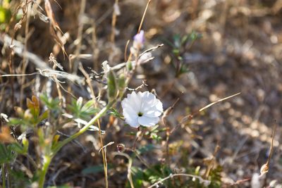 Linanthus dichotomus, photographed by Jeremiah Degenhardt