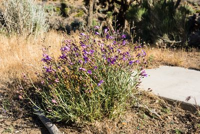 Penstemon incertus, photographed by Jeremiah Degenhardt