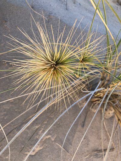 Spinifex longifolius, photographed by desertnaturalist