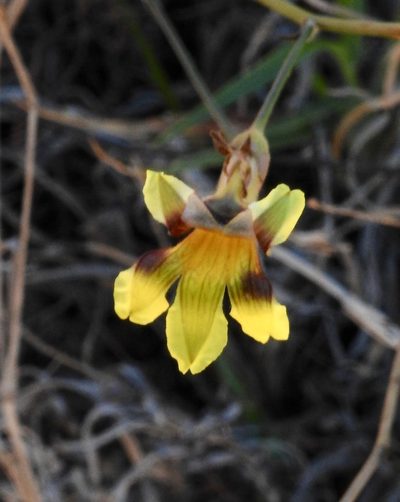 Goodenia microptera, photographed by desertnaturalist