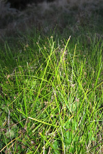 Isolepis distigmatosa, photographed by Alice Shanks