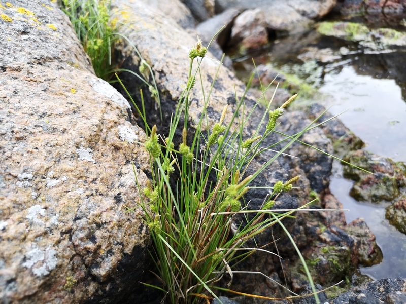 Carex oederi, photographed by Jens-Christian Svenning