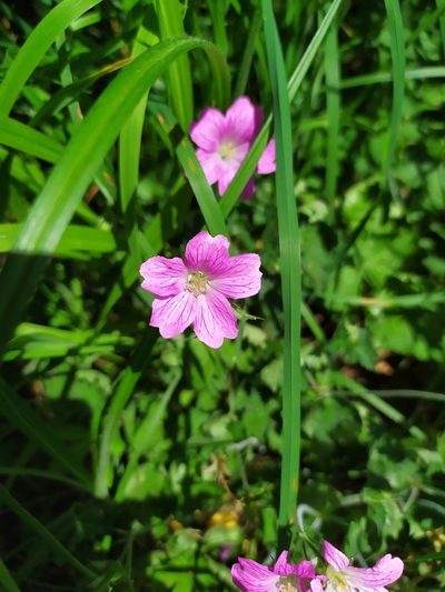 Geranium endressii, photographed by carnifex